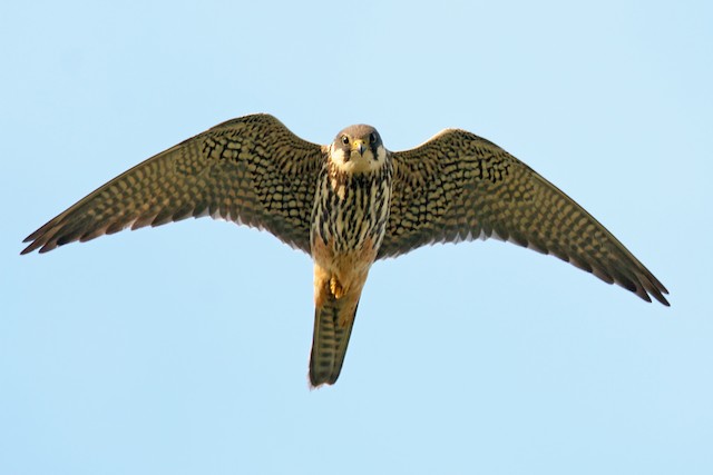 Juvenile Plumage (subspecies <em class="SciName notranslate">subbuteo</em>). - Eurasian Hobby - 