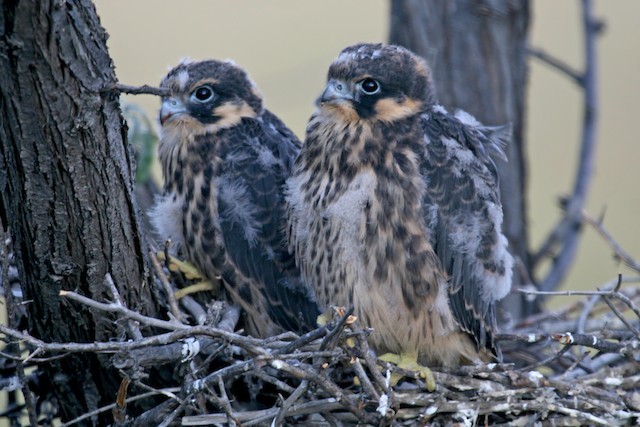 Natal Down (subspecies <em class="SciName notranslate">subbuteo</em>). - Eurasian Hobby - 