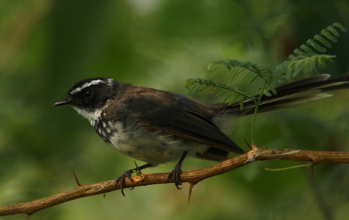 Spot-breasted Fantail - ML316231641