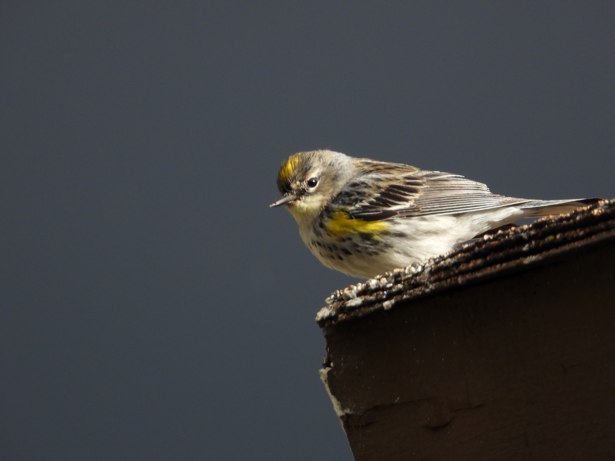 Yellow-rumped Warbler (Myrtle x Audubon's) - Long-eared Owl