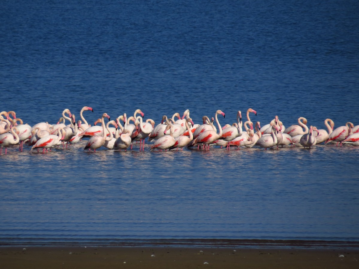 Greater Flamingo - ML316236171