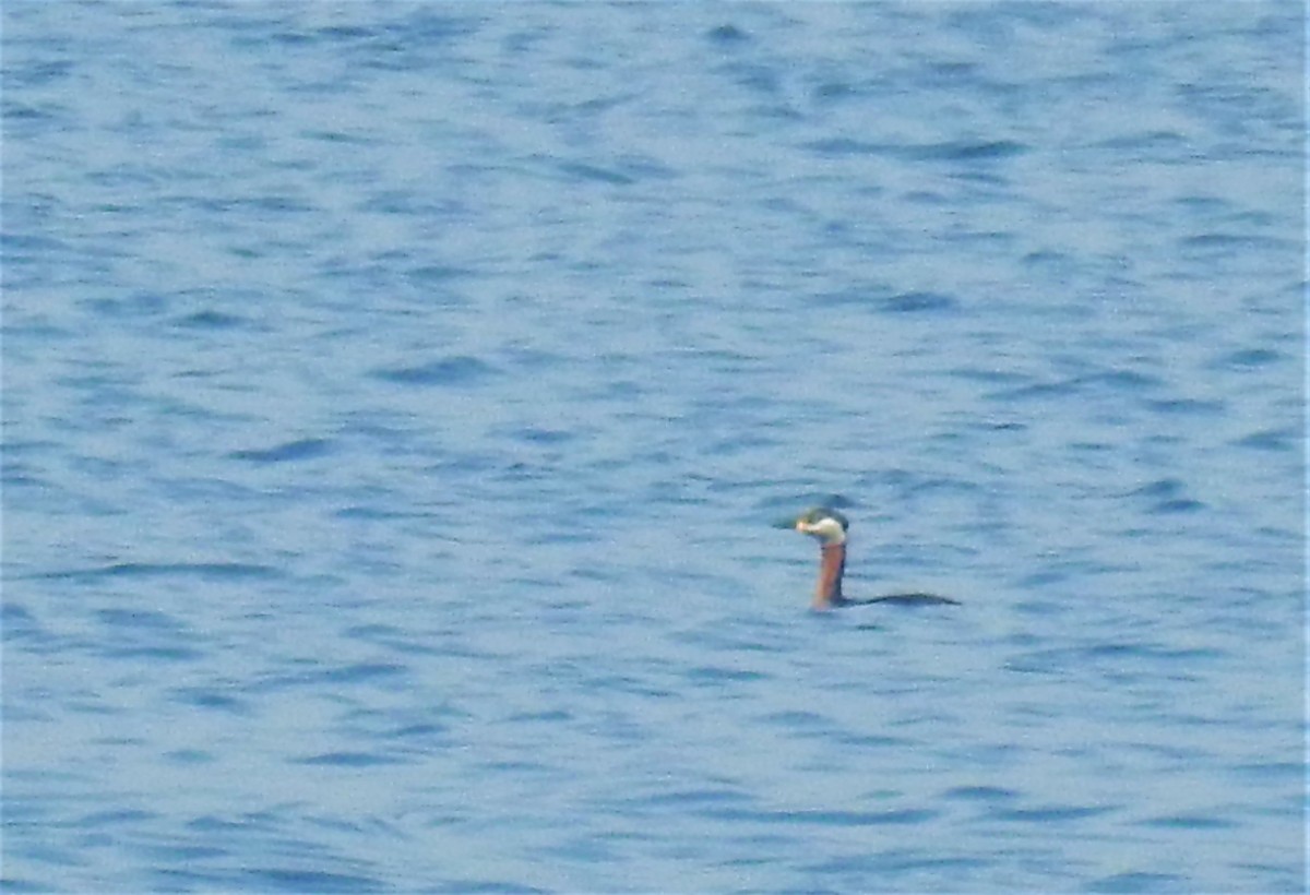 Red-necked Grebe - ML316236471