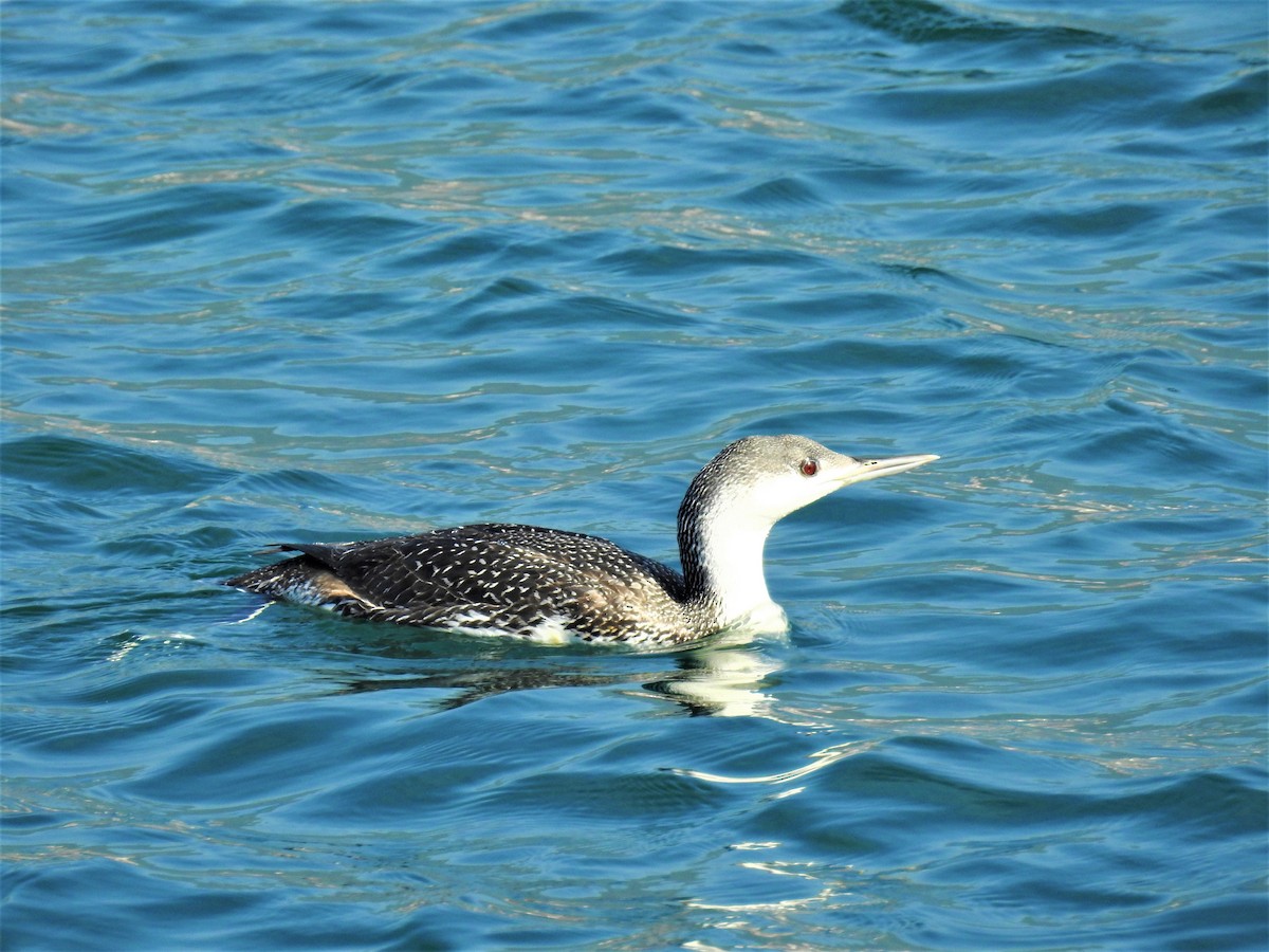 Red-throated Loon - ML316236981