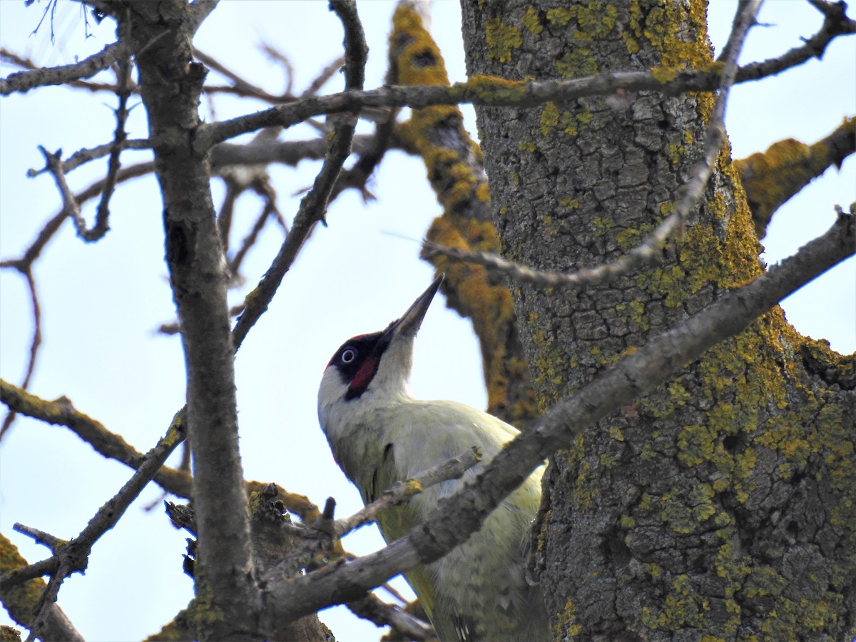 Eurasian Green Woodpecker - ML316237941
