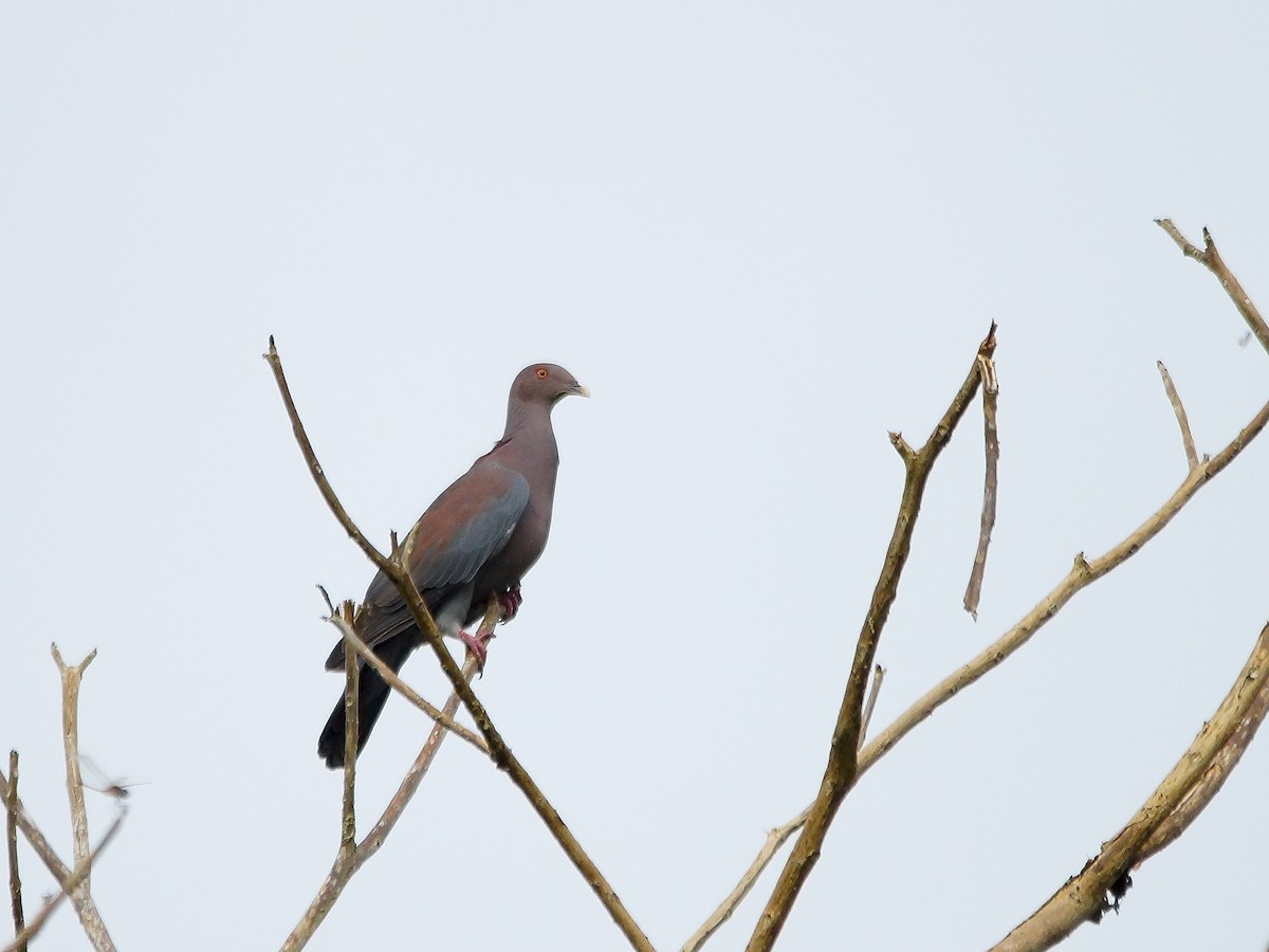 Red-billed Pigeon - Carlos Echeverría