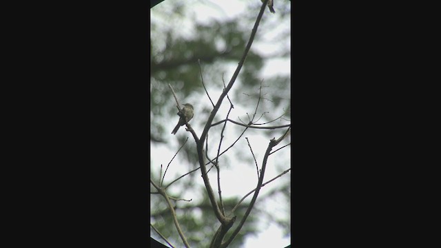 Double-banded Graytail - ML316243281