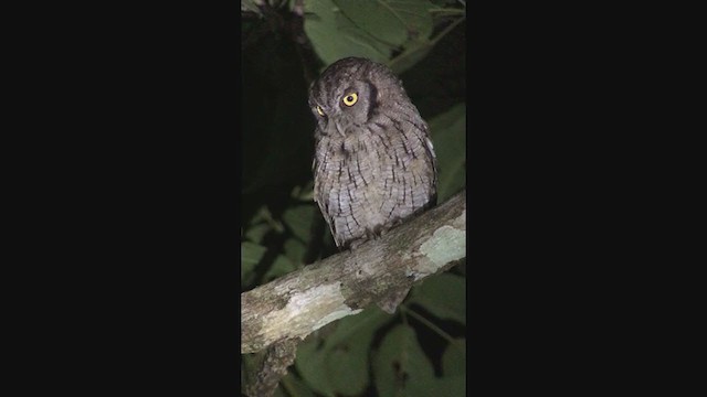 Tropical Screech-Owl - ML316248251