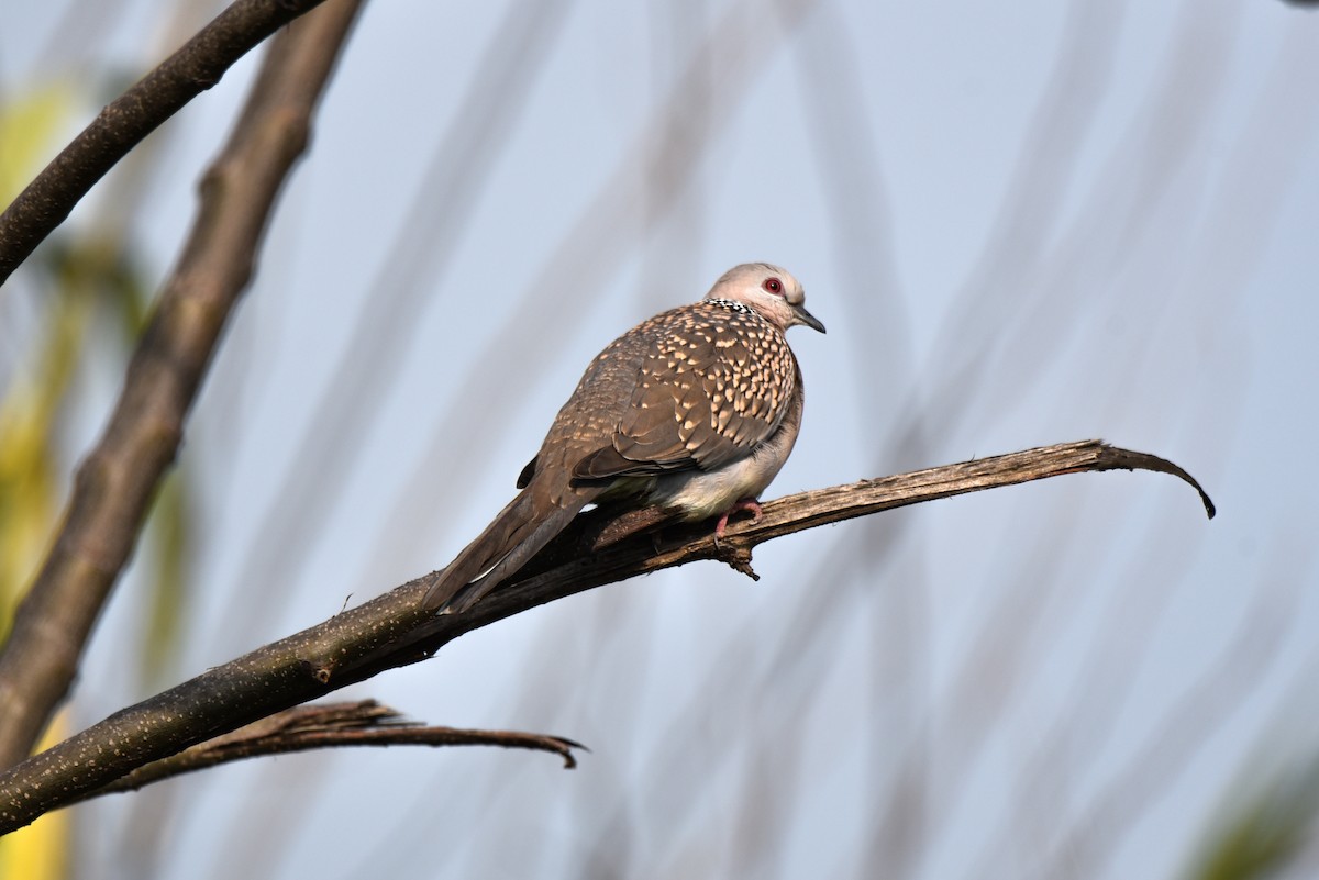 Spotted Dove - Ansar Ahmad Bhat
