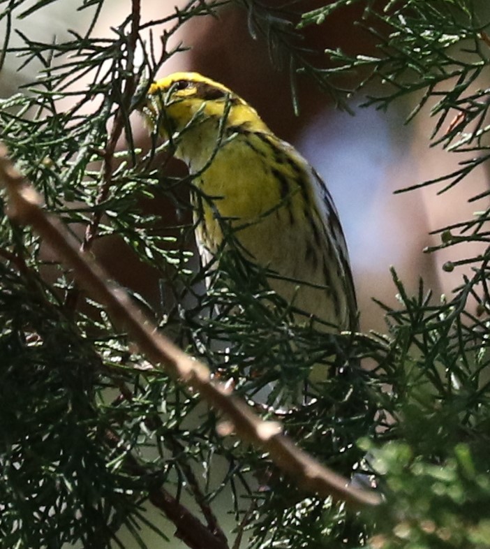 Townsend's Warbler - Ted Falasco