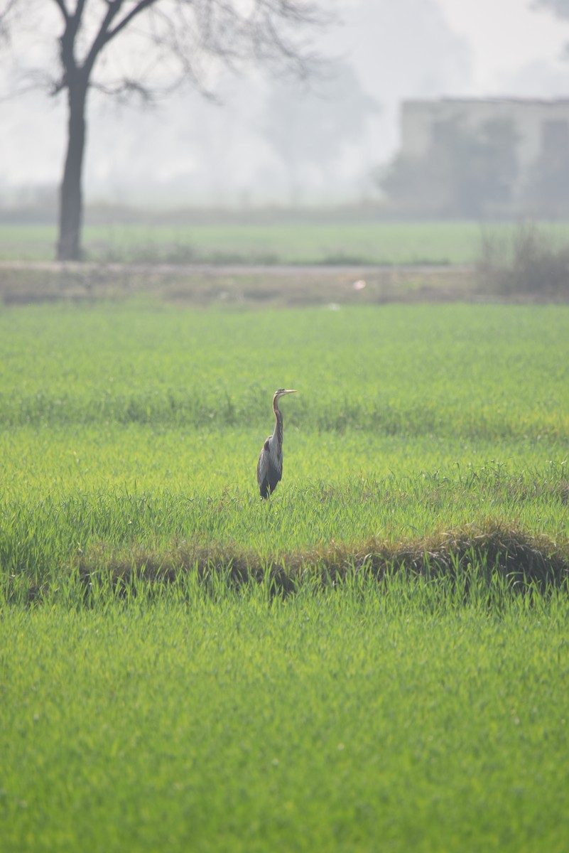 Purple Heron - Ansar Ahmad Bhat