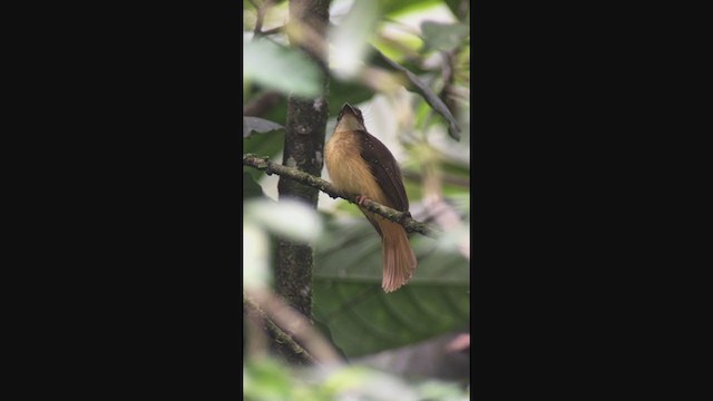 Tropical Royal Flycatcher (Northern) - ML316255641