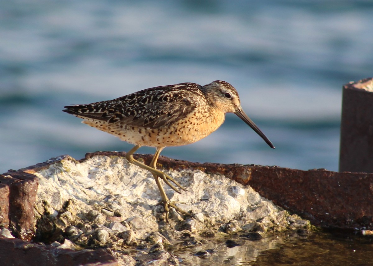Short-billed Dowitcher - George Ford