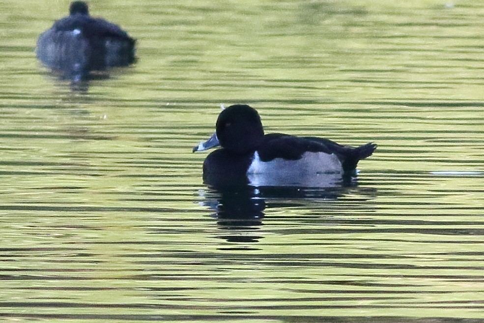 Ring-necked Duck - ML316265641