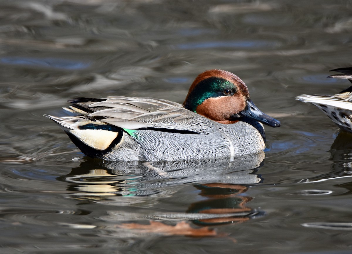 Green-winged Teal - Harry Wales
