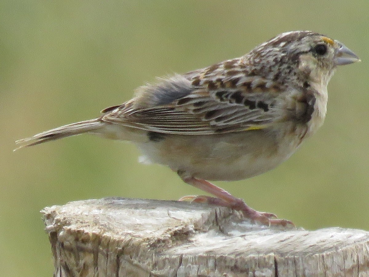 Grasshopper Sparrow - ML31627421
