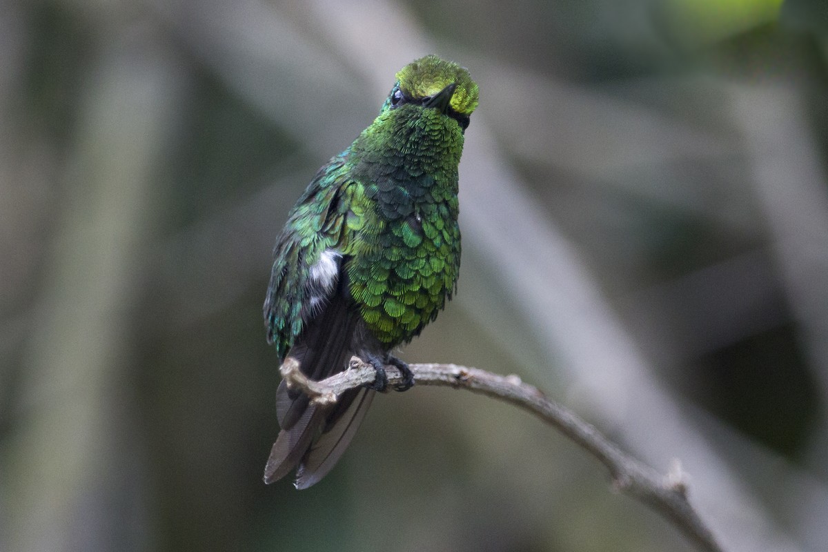 Green-tailed Emerald - Oswaldo Hernández Sánchez