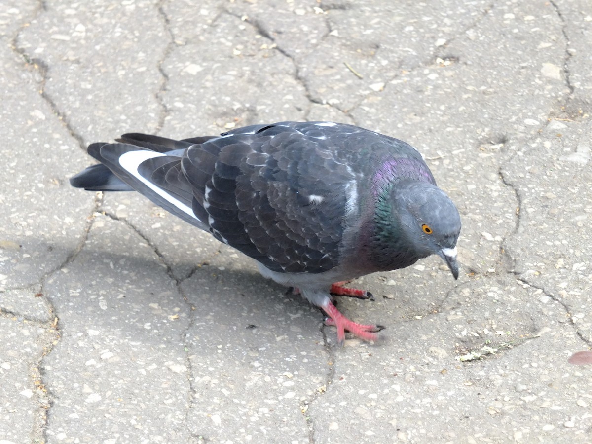 Rock Pigeon (Feral Pigeon) - ML316290801