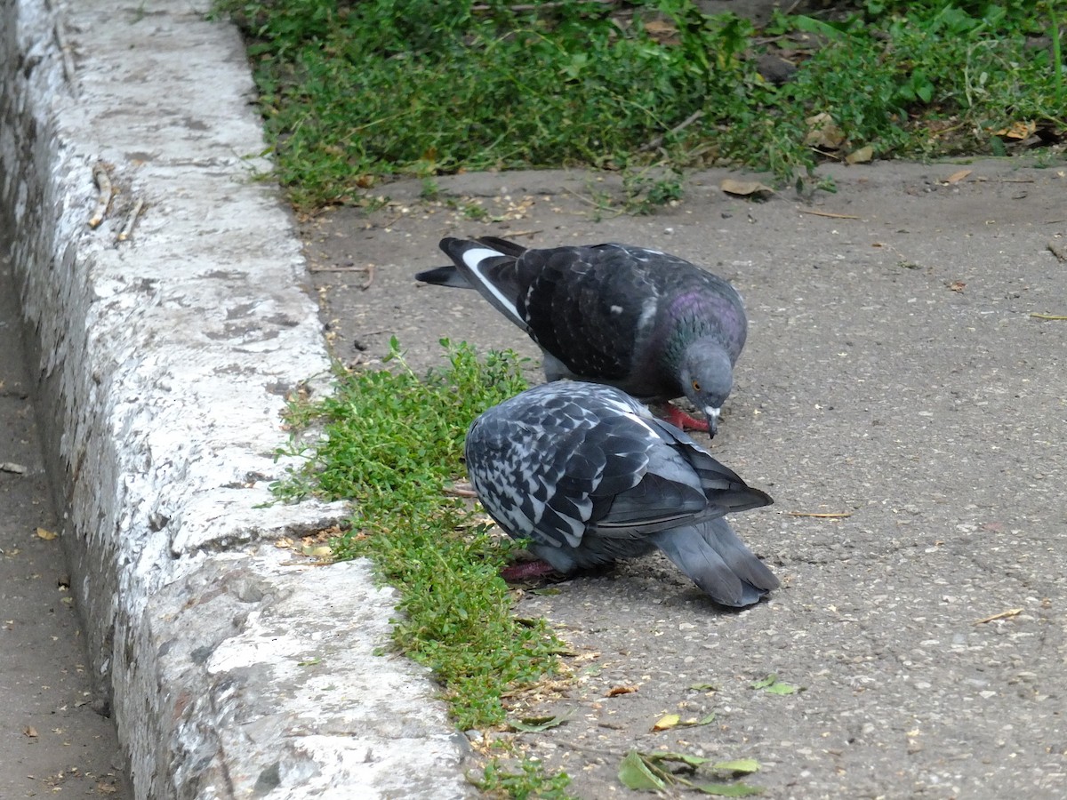 Rock Pigeon (Feral Pigeon) - ML316290851