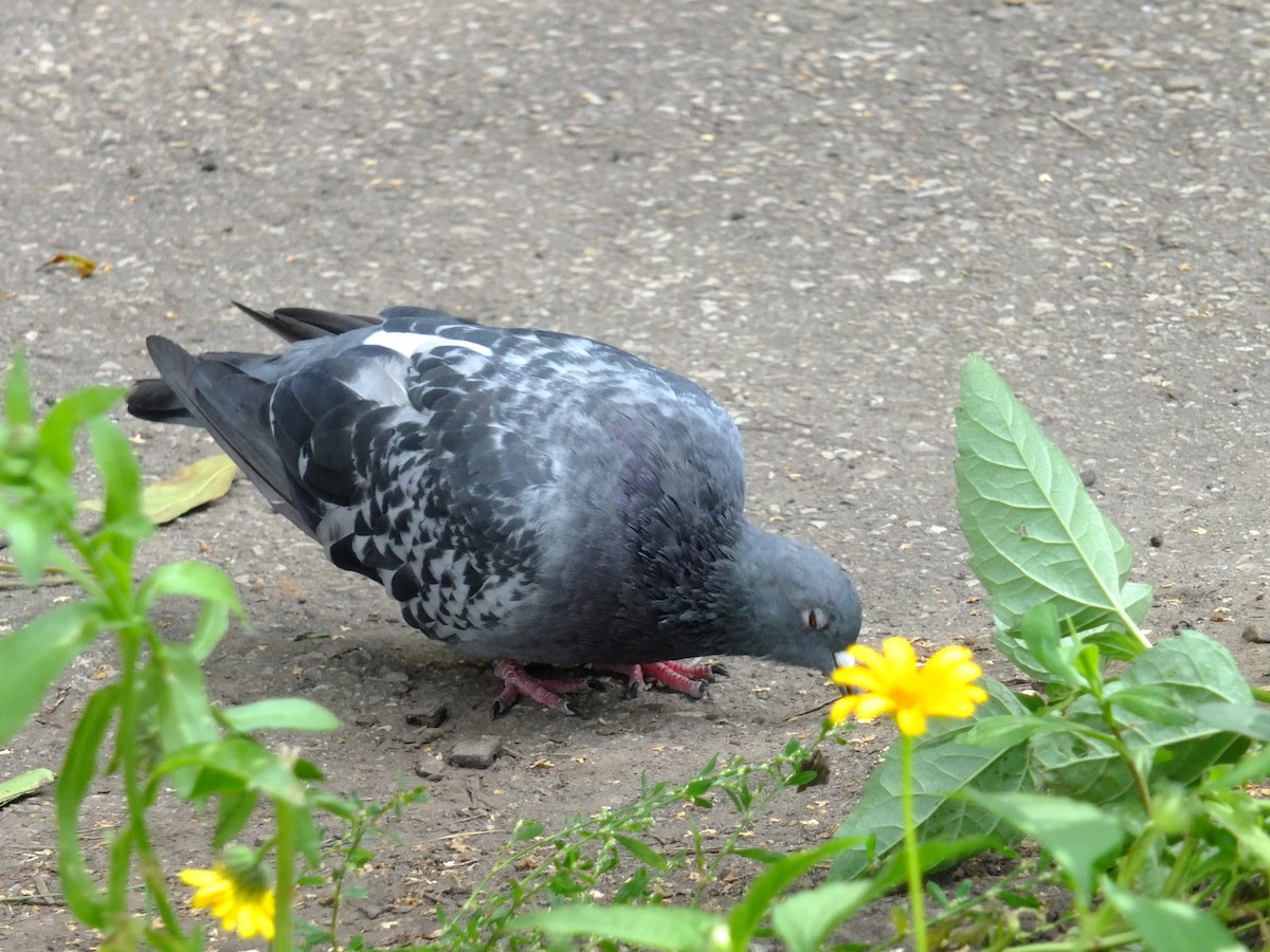 Rock Pigeon (Feral Pigeon) - ML316290941