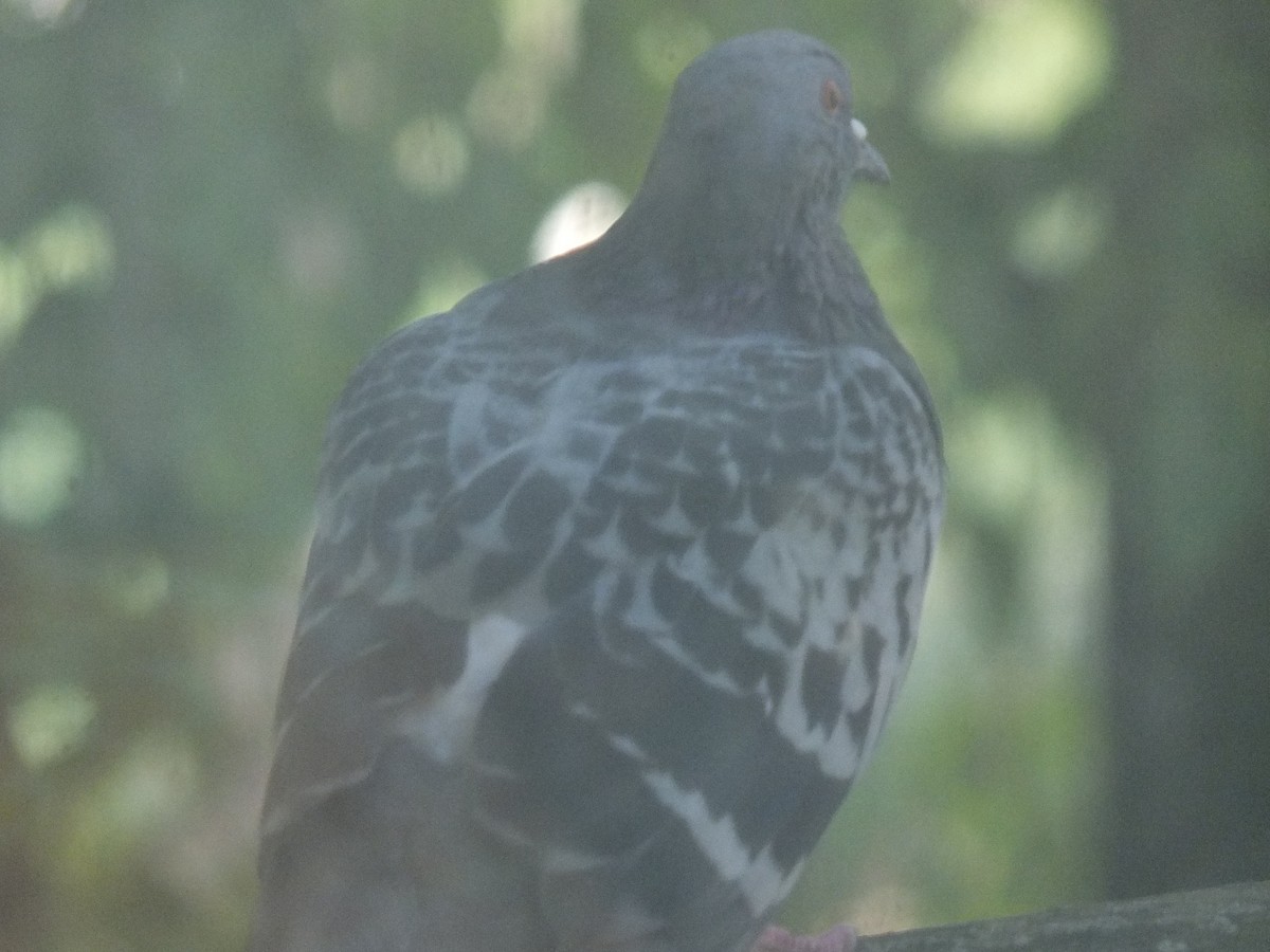 Rock Pigeon (Feral Pigeon) - ML316293241