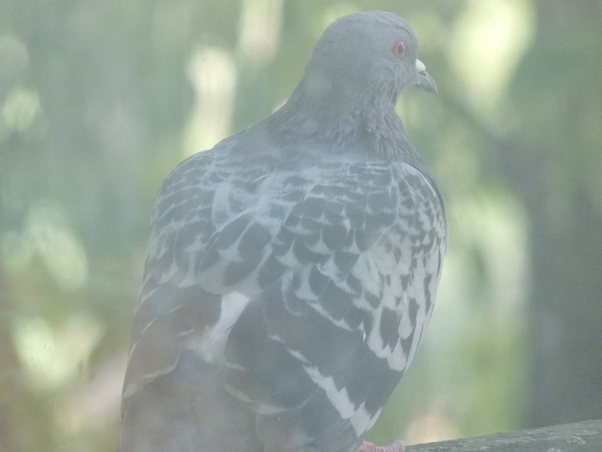 Rock Pigeon (Feral Pigeon) - ML316293251