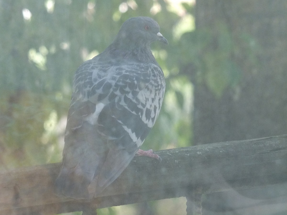 Rock Pigeon (Feral Pigeon) - ML316293321