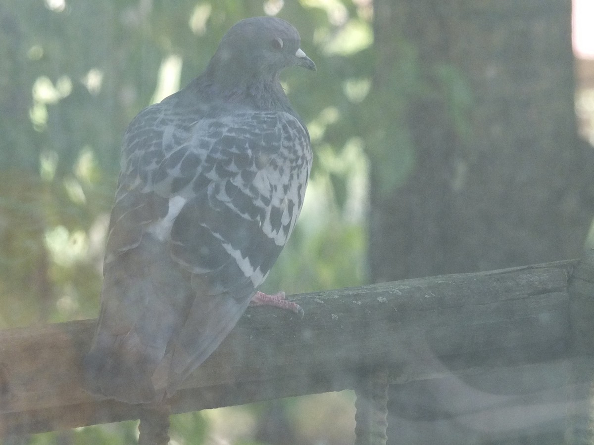 Rock Pigeon (Feral Pigeon) - ML316293351