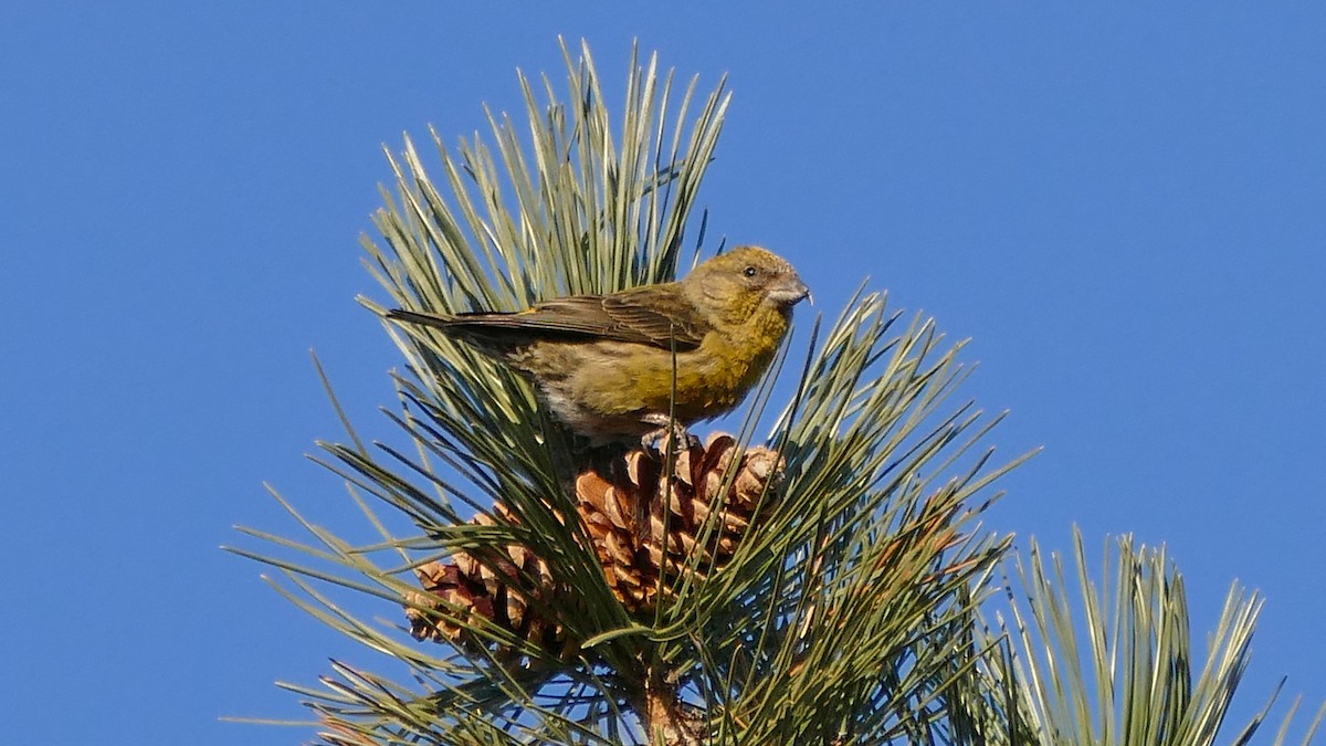 Red Crossbill (Northeastern or type 12) - Avery Fish
