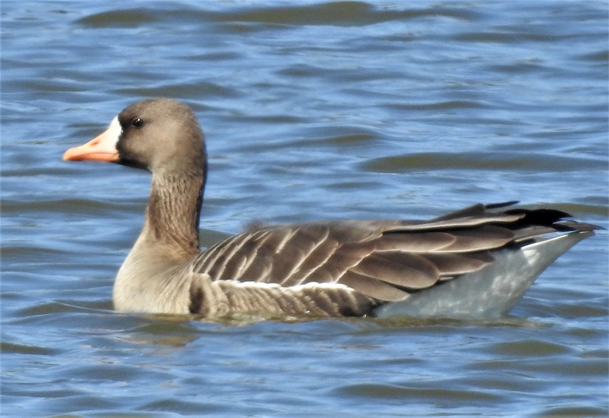 Greater White-fronted Goose - ML316294891