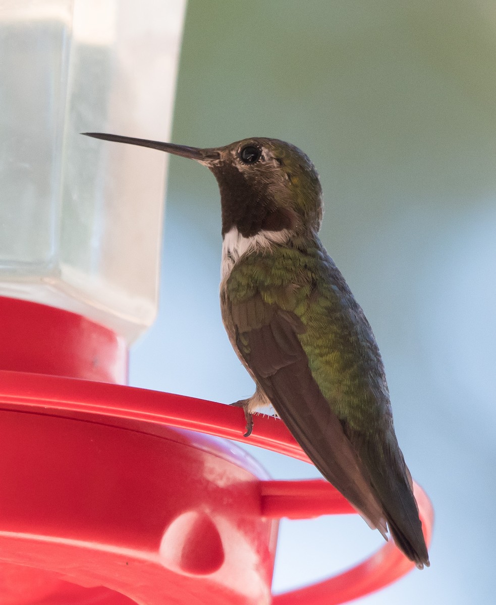 Broad-tailed Hummingbird - ML316296401