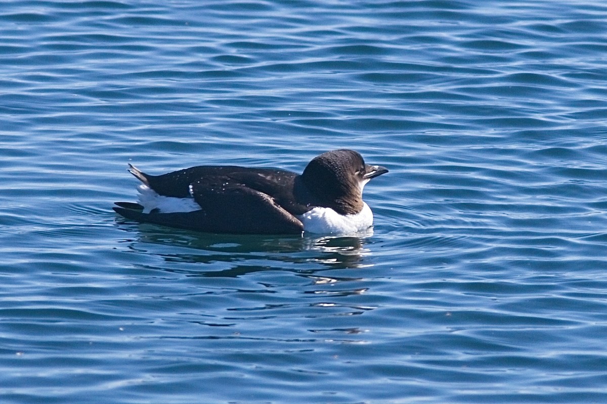 Thick-billed Murre - ML316297351