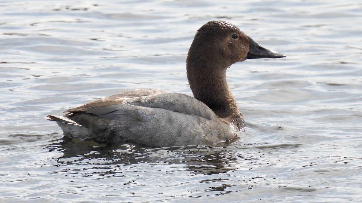 Canvasback - Peter Lypkie