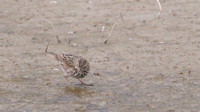 Savannah Sparrow (Belding's) - ML316301051