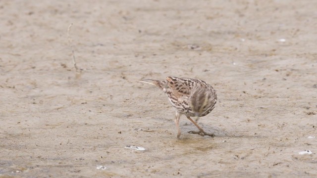 Savannah Sparrow (Belding's) - ML316301101