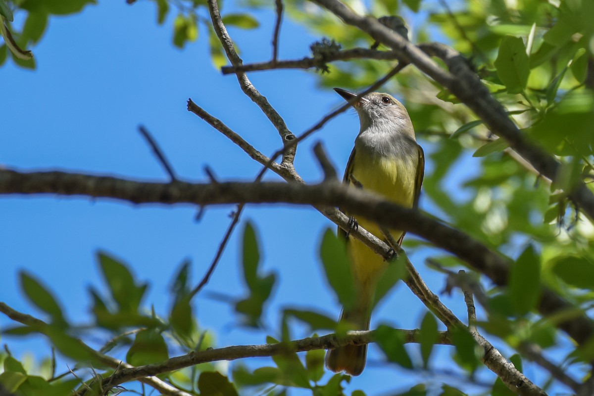 Great Crested Flycatcher - ML316303591