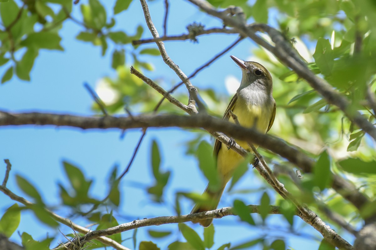 Great Crested Flycatcher - ML316304261