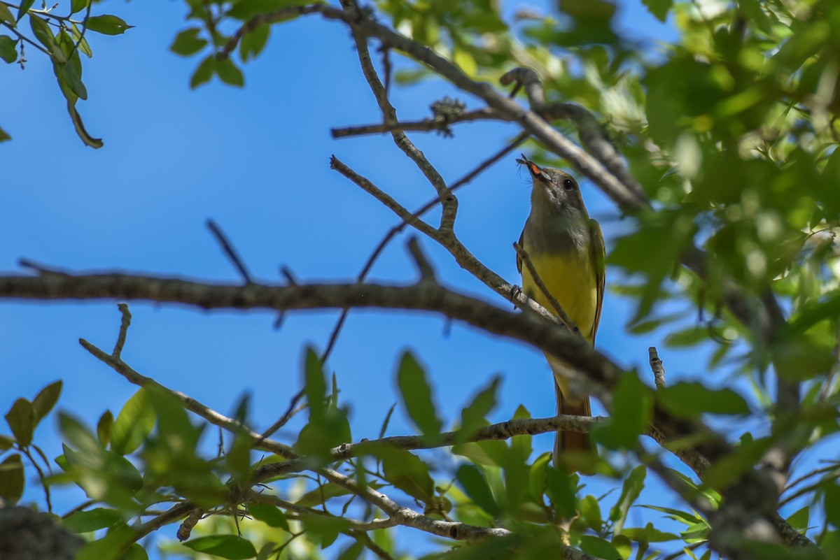 Great Crested Flycatcher - ML316304681