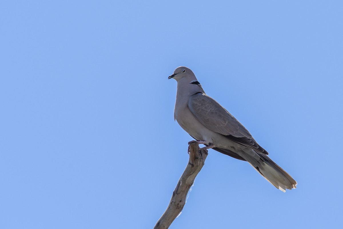 Eurasian Collared-Dove - ML316307751
