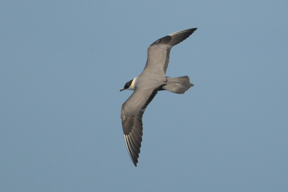 Long-tailed Jaeger - ML31631051
