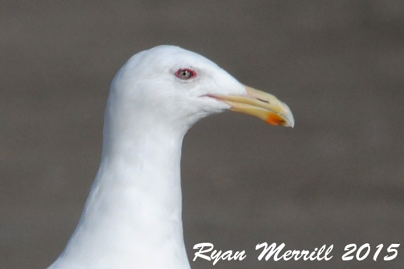 Slaty-backed Gull - Ryan Merrill