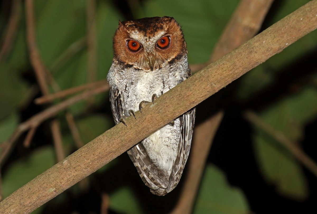 Negros Scops-Owl - Daniel López-Velasco | Ornis Birding Expeditions