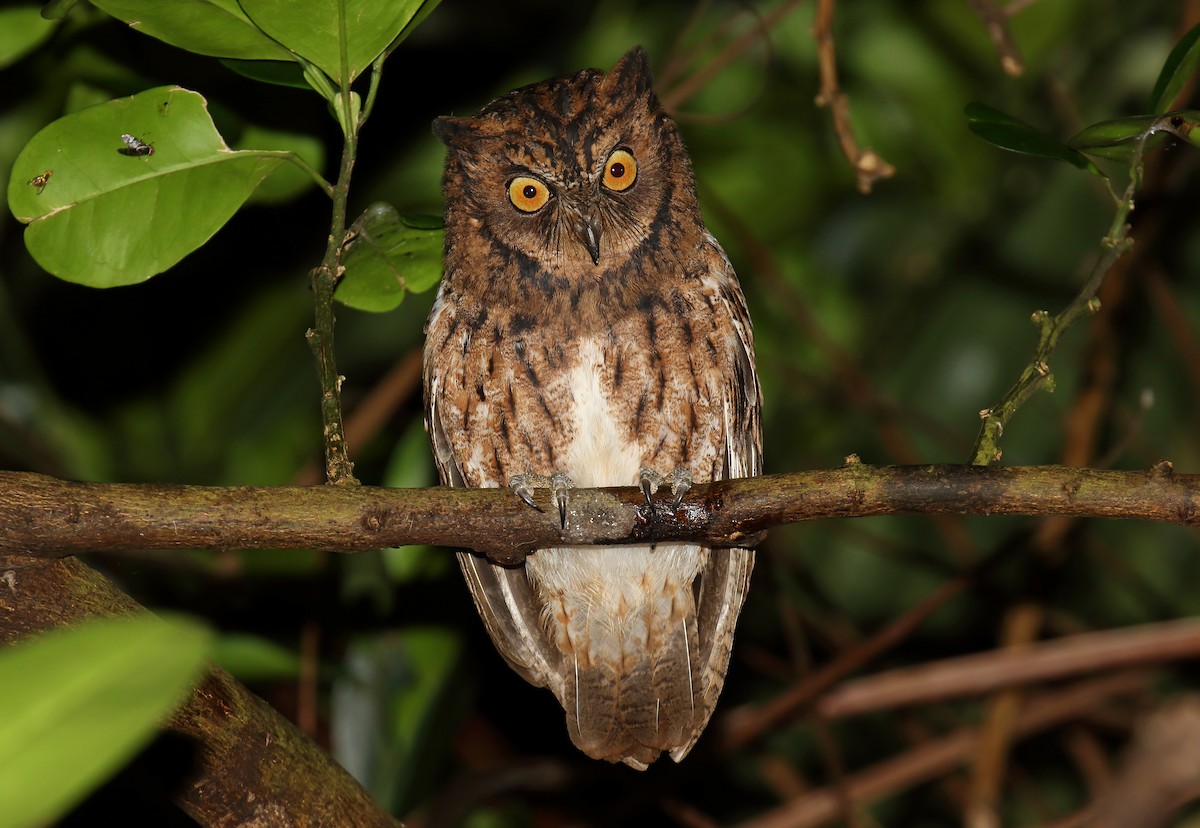 Mantanani Scops-Owl - Daniel López-Velasco | Ornis Birding Expeditions