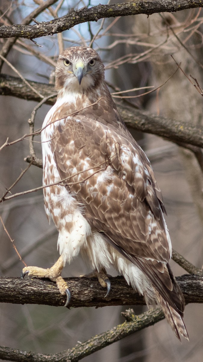 Red-tailed Hawk - Foster Wang