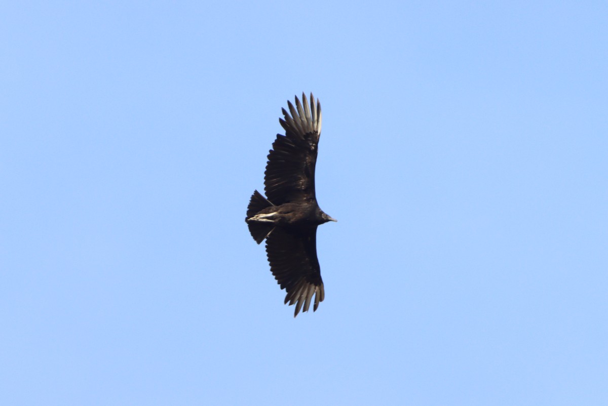 Black Vulture - ML316327531