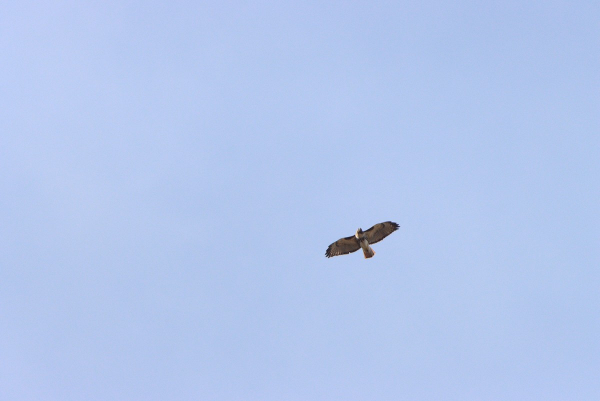 Red-tailed Hawk - Rhett Quigley