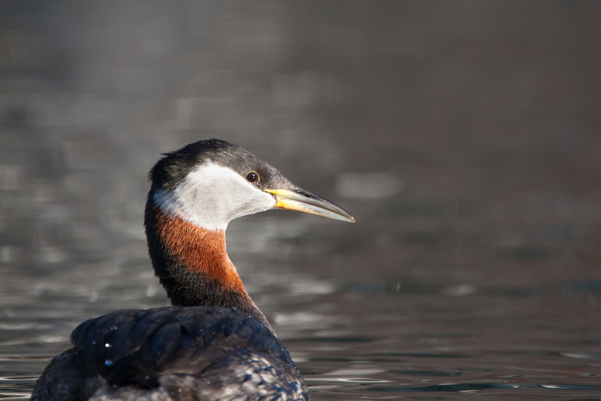 Red-necked Grebe - ML316329061