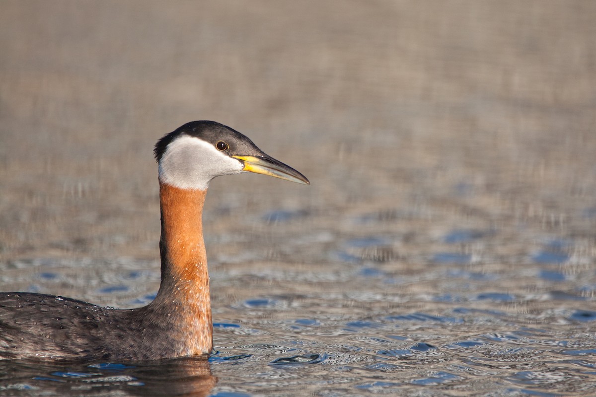 Red-necked Grebe - ML316329281