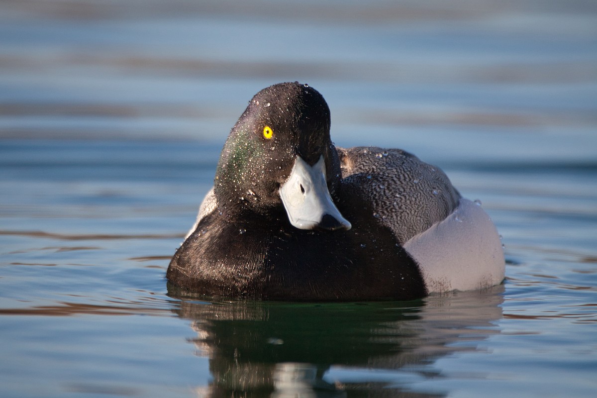Greater Scaup - ML316329531