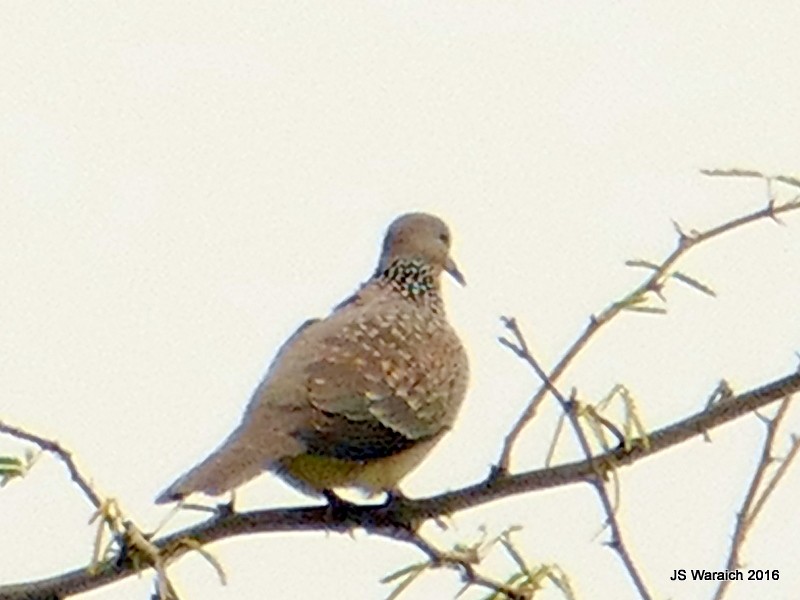 Spotted Dove - Jaswinder Waraich