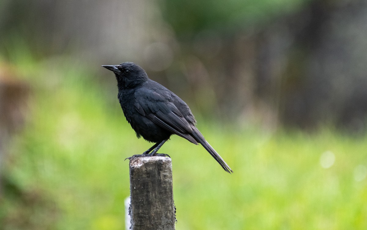 Austral Blackbird - Jorge Lopez Moreno